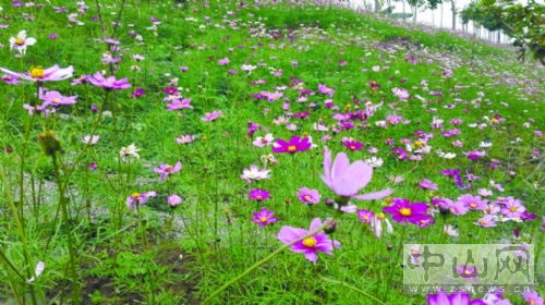 賞花摘果,開心農場(chǎng)過開心年